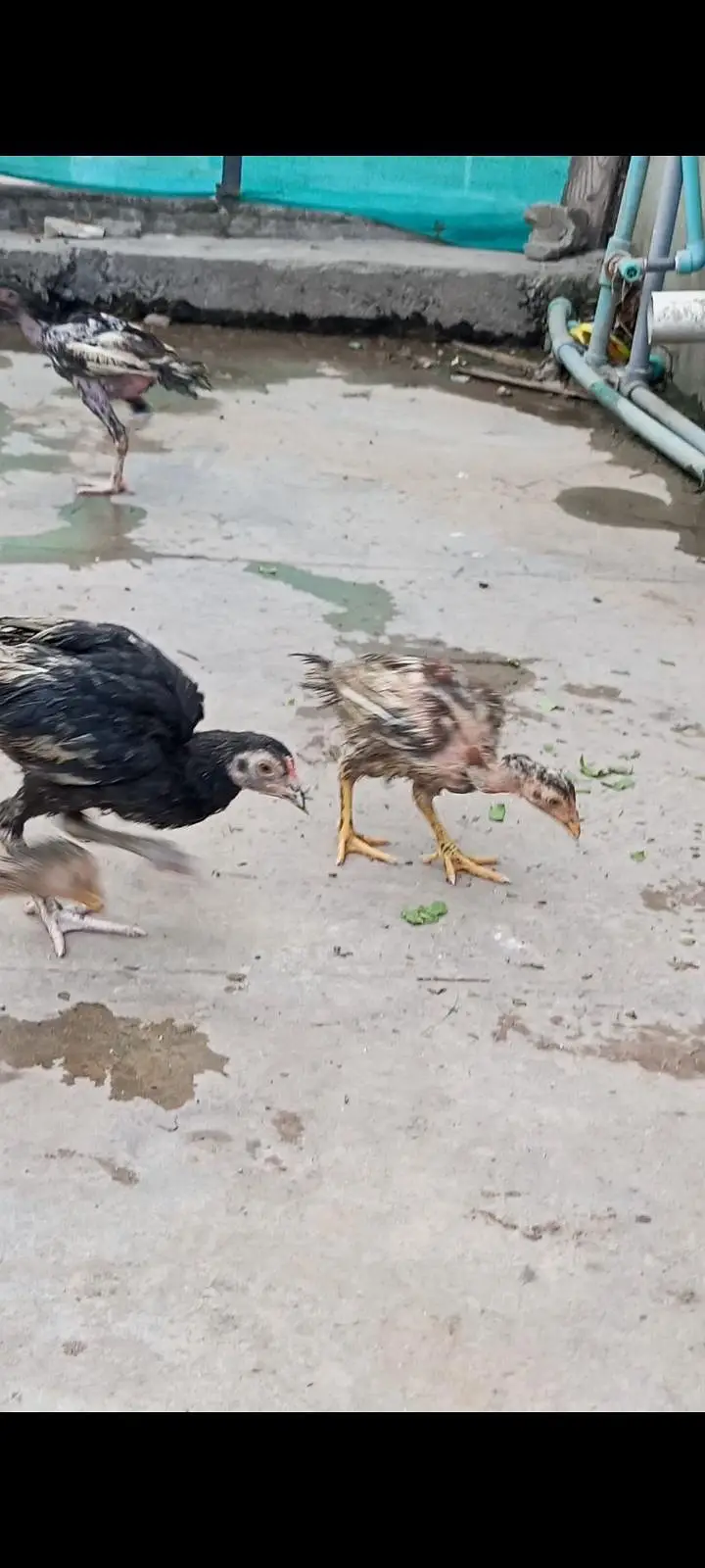 aseel adult chicks — photo 2
