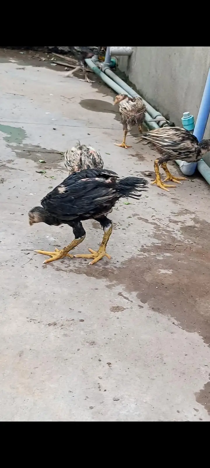 aseel adult chicks — photo 3
