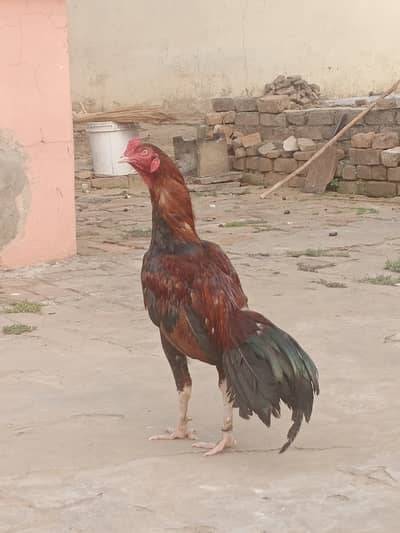 Aseel Murg For Sale