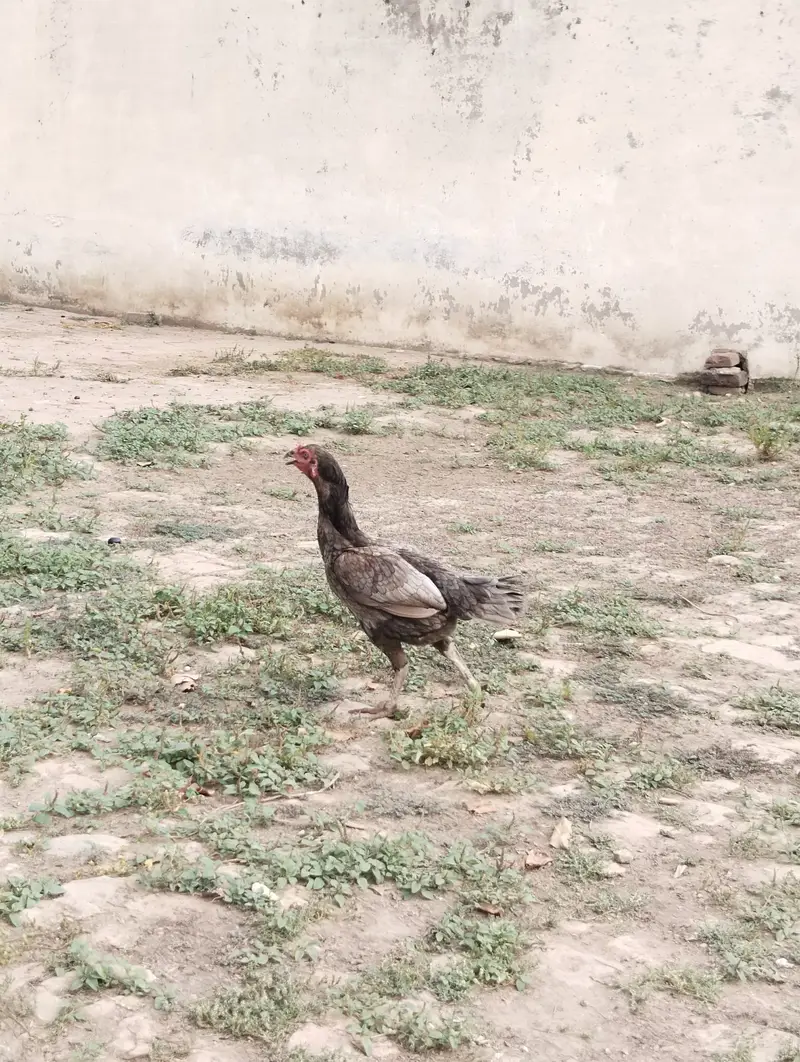 Aseel Murg For Sale — photo 3
