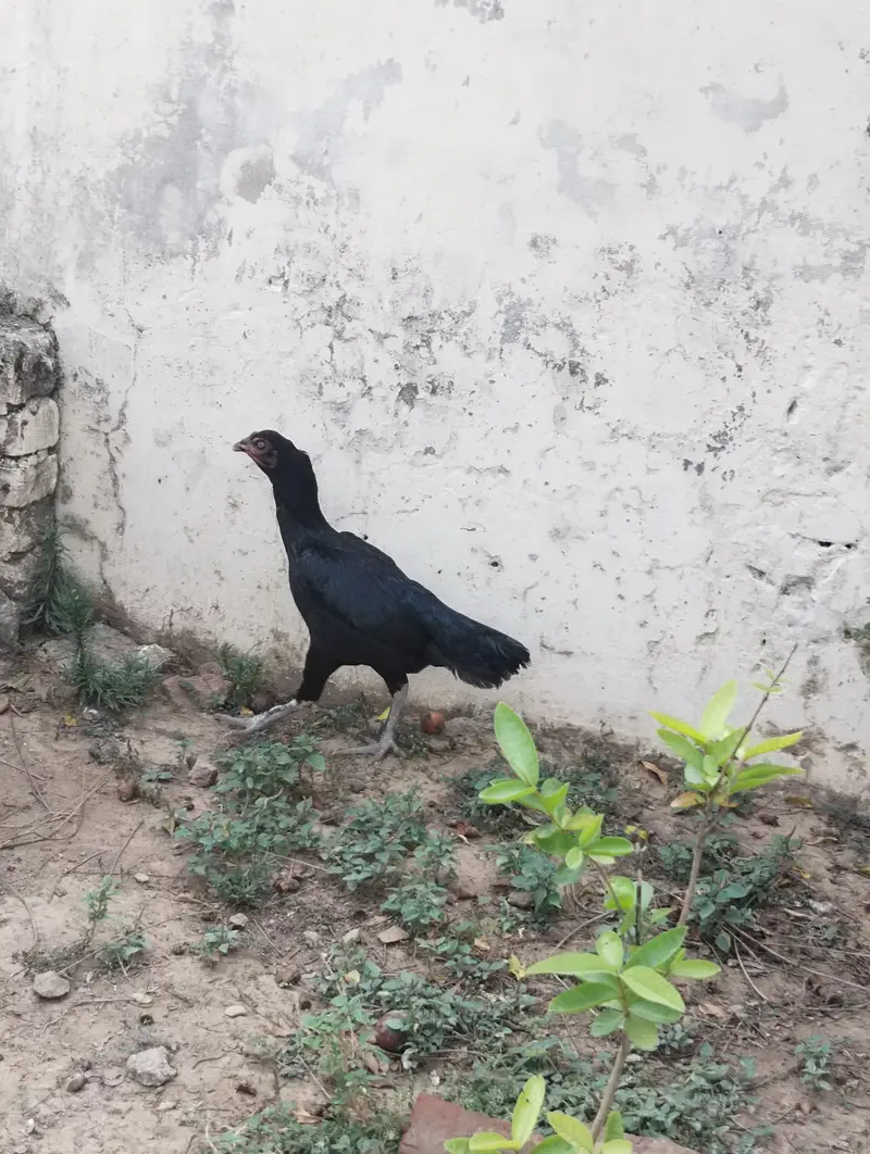 Aseel Murg For Sale — photo 5