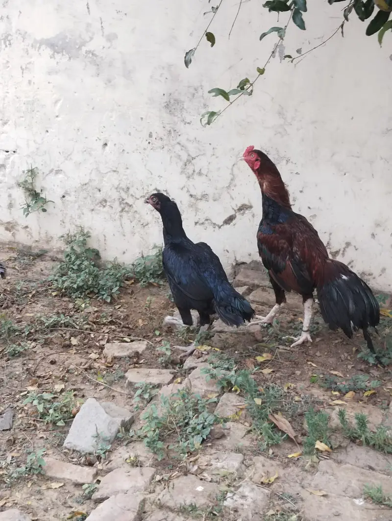 Aseel Murg For Sale — photo 6