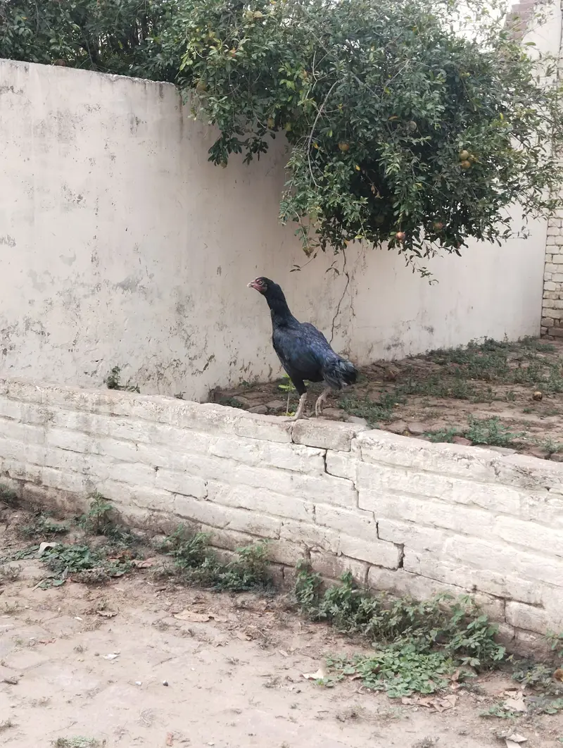 Aseel Murg For Sale — photo 7