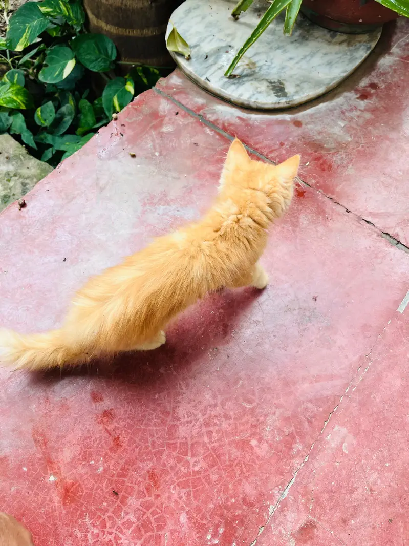 Punch + Doll Face | Persian kitten | Triple coat — photo 5