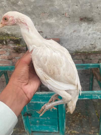 white nok white Bali