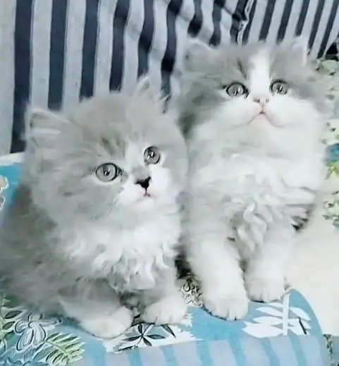 Persian kitten triple quote for sale my WhatsApp03483362563 — photo 2