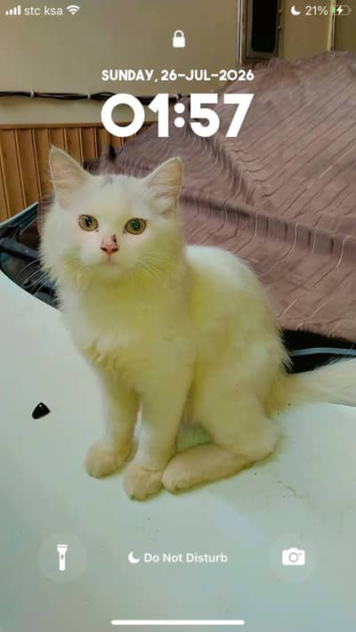 beautiful pure white cat for sale healthy and playful jaranwala