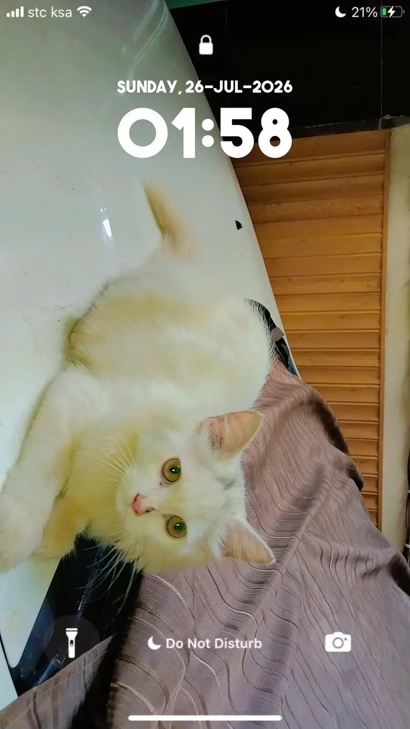 beautiful pure white cat for sale healthy and playful jaranwala — photo 2