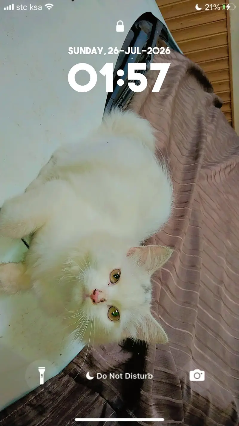beautiful pure white cat for sale healthy and playful jaranwala — photo 3