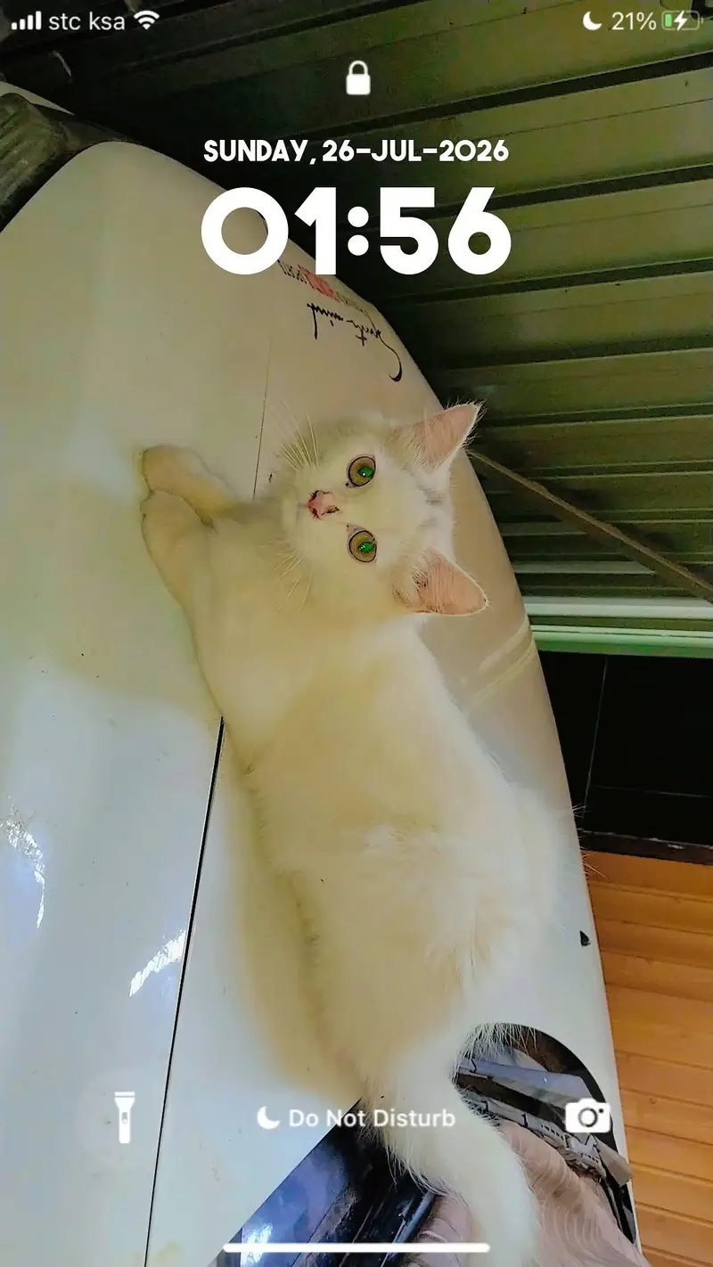 beautiful pure white cat for sale healthy and playful jaranwala — photo 4
