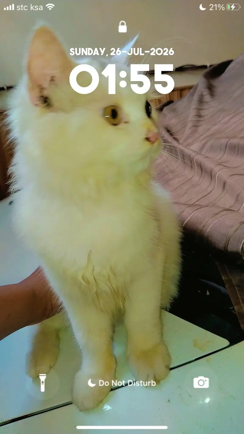 beautiful pure white cat for sale healthy and playful jaranwala — photo 5