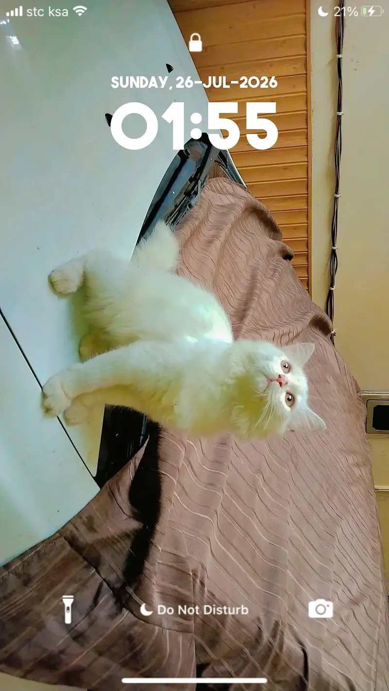 beautiful pure white cat for sale healthy and playful jaranwala — photo 6