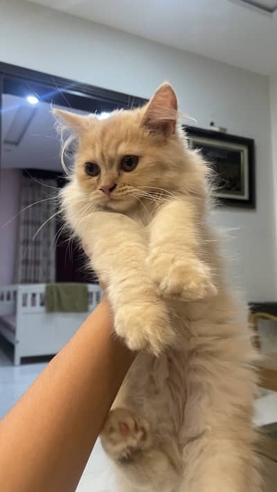 Persian kitten triple coated