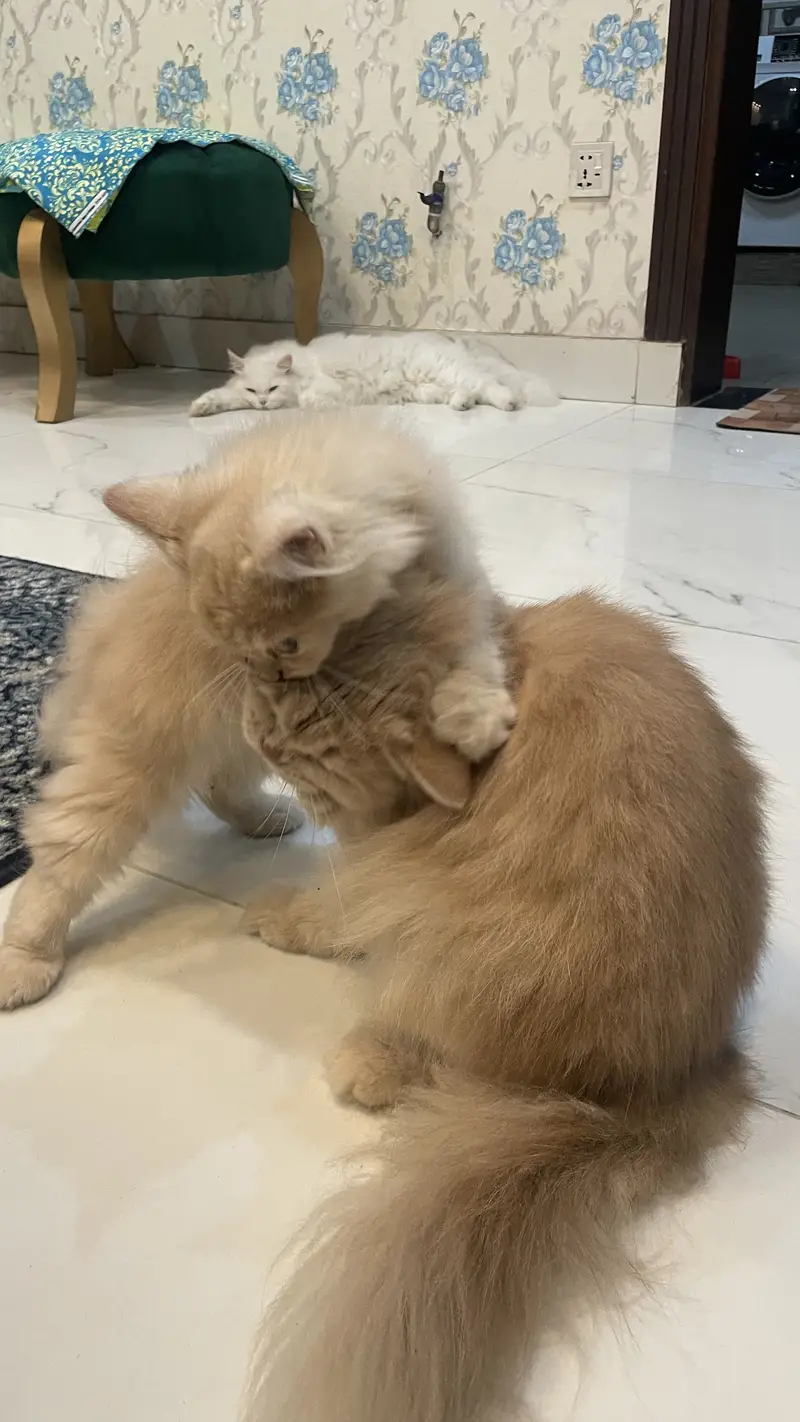 Persian kitten triple coated — photo 2