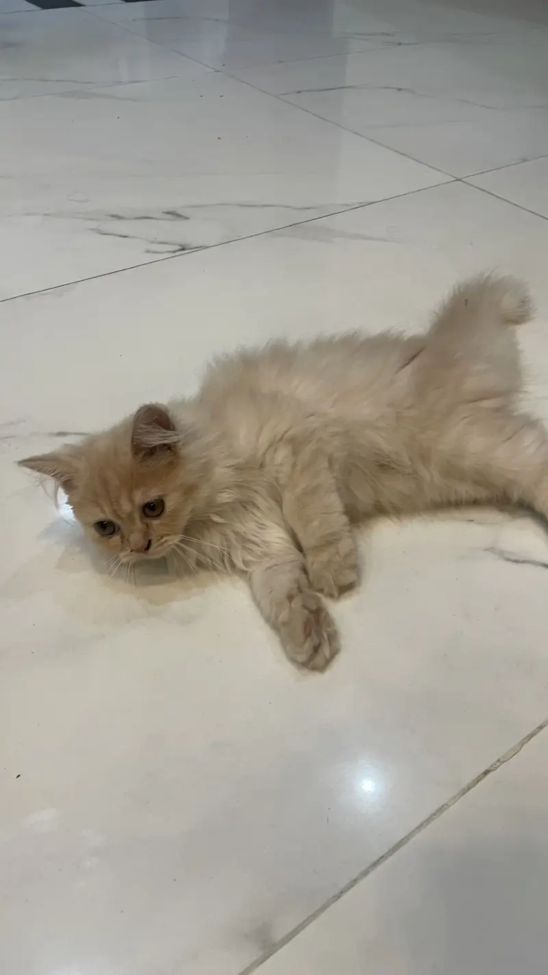 Persian kitten triple coated — photo 3