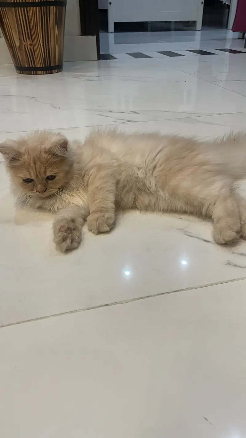 Persian kitten triple coated — photo 4