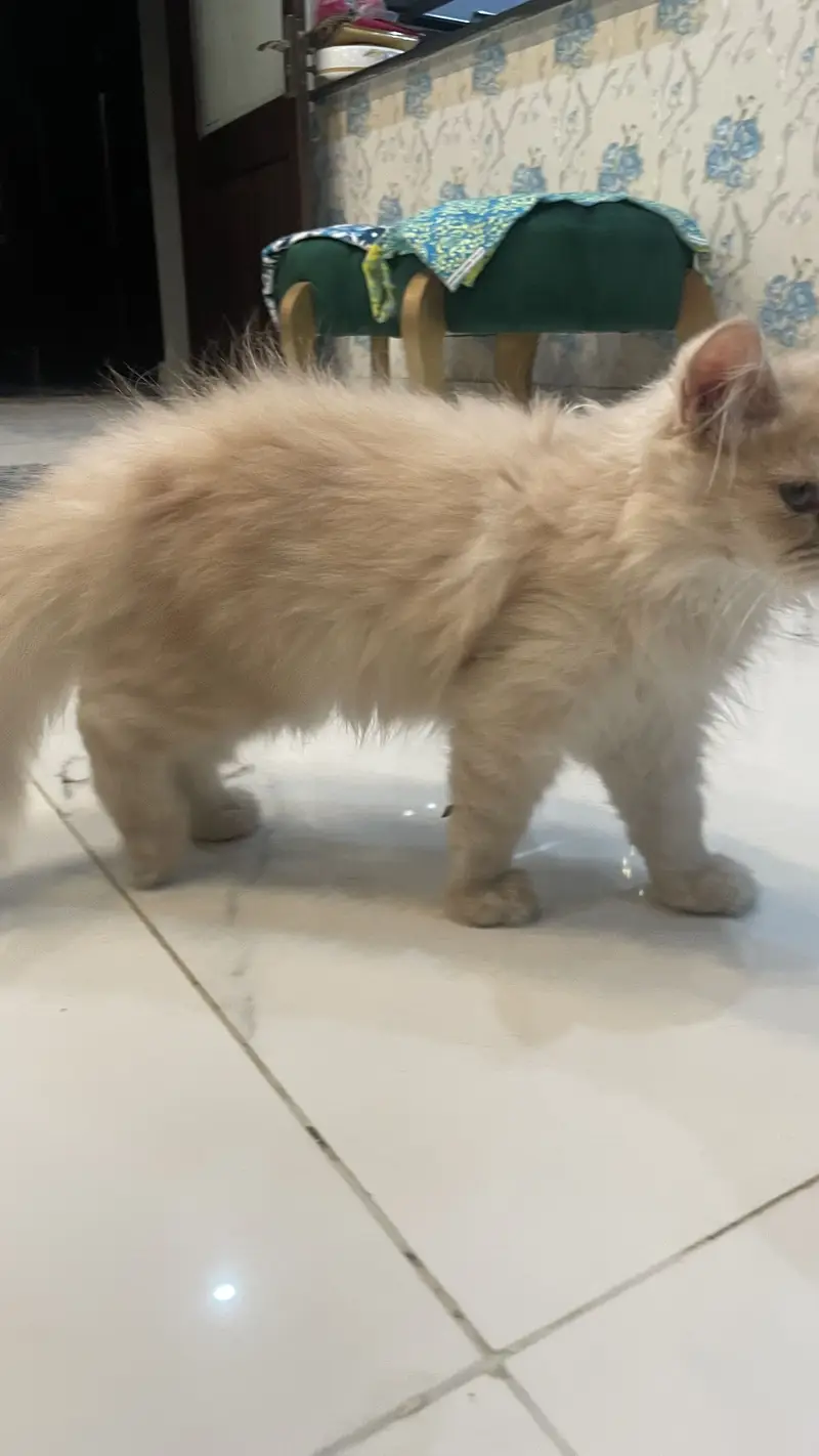Persian kitten triple coated — photo 5