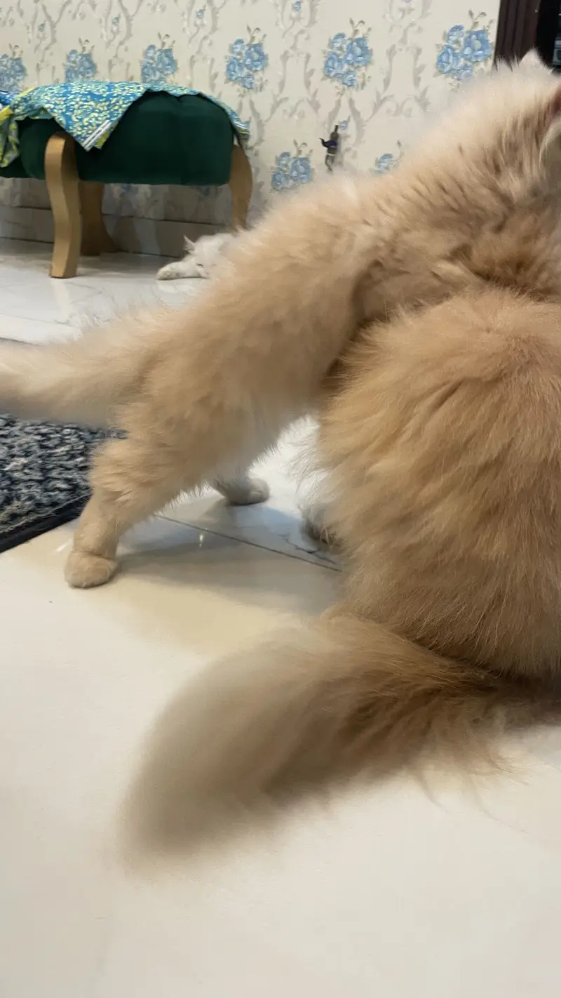 Persian kitten triple coated — photo 6