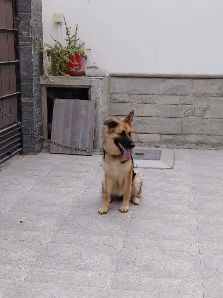 GSD Female — photo 2