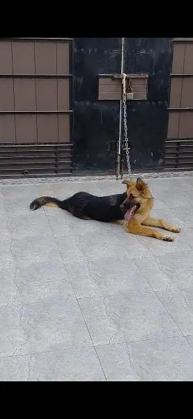 GSD Female — photo 3