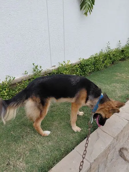 GSD Female — photo 4