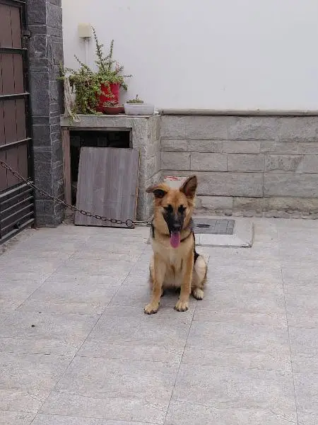 GSD Female — photo 5