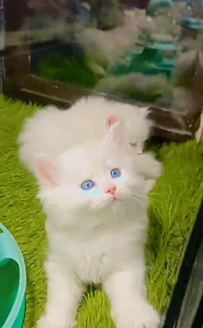 Persian kitten triple quote for sale my WhatsApp03483362563 — photo 2