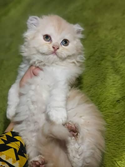 Persian kittens | punch face | triple coat | kittens for sale