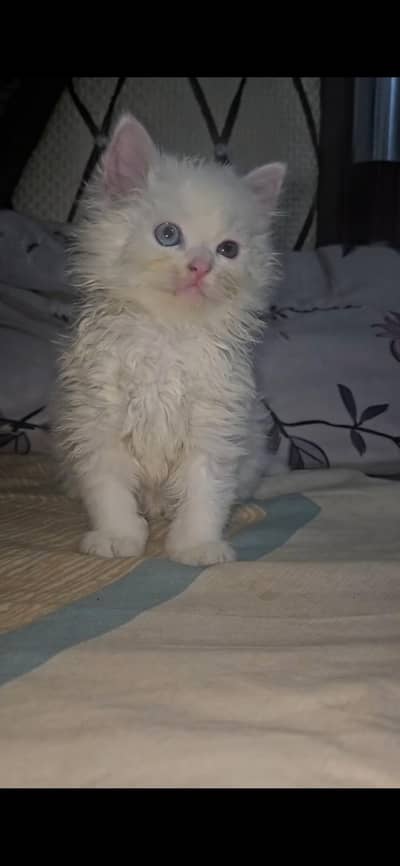 4 kittens available