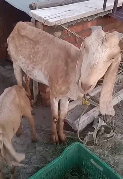 Makhi chini bakrih with 8 month child bakrah