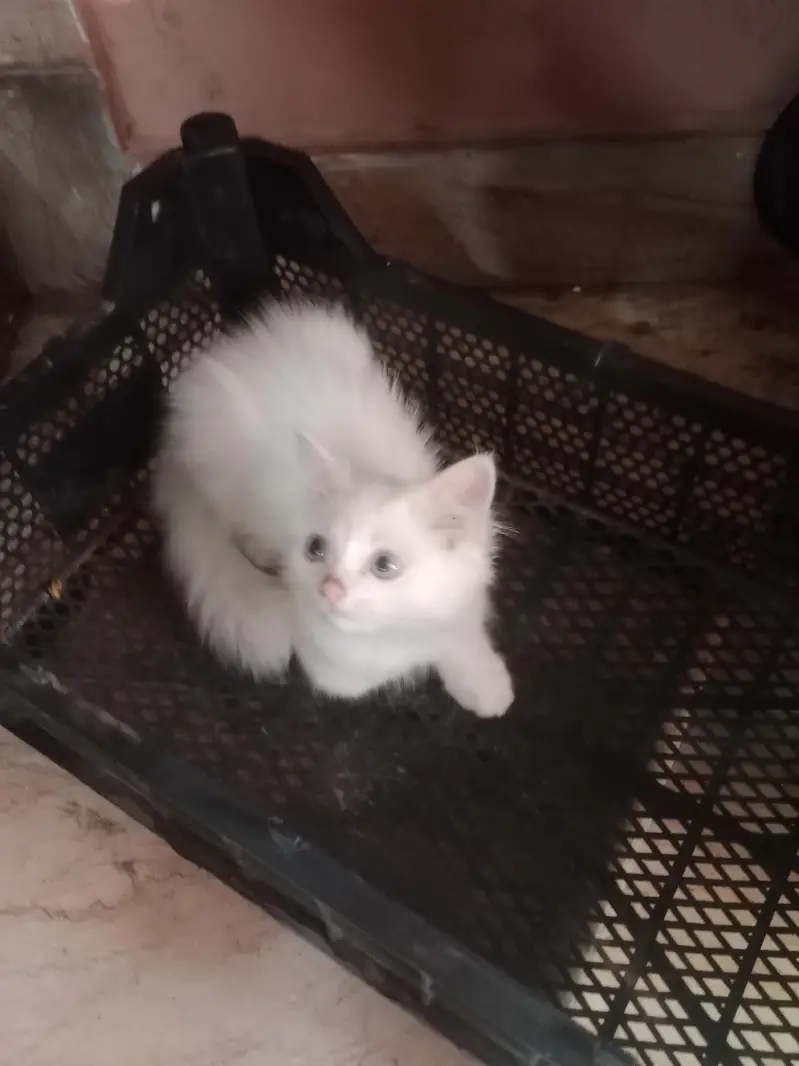 parsion cat — photo 3