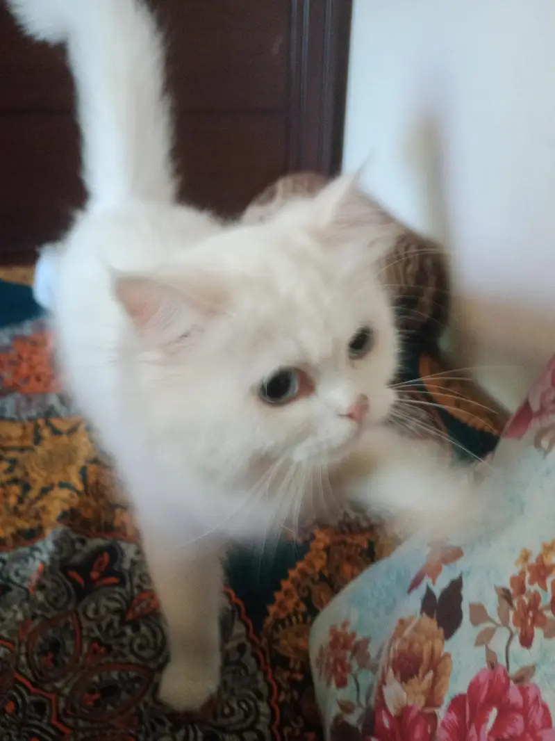 parsion cat — photo 4