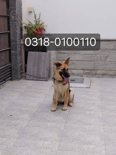 GSD Female