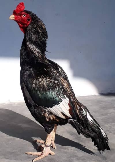 assel lakha