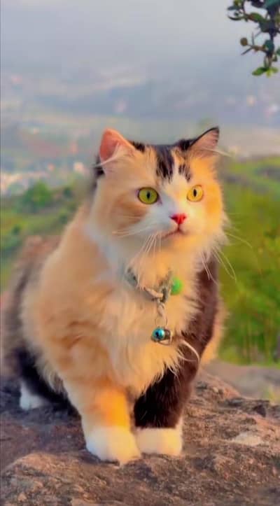 Persian cat for sale Punch face