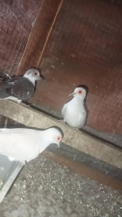 Simpal dove pair for sell in Lahor