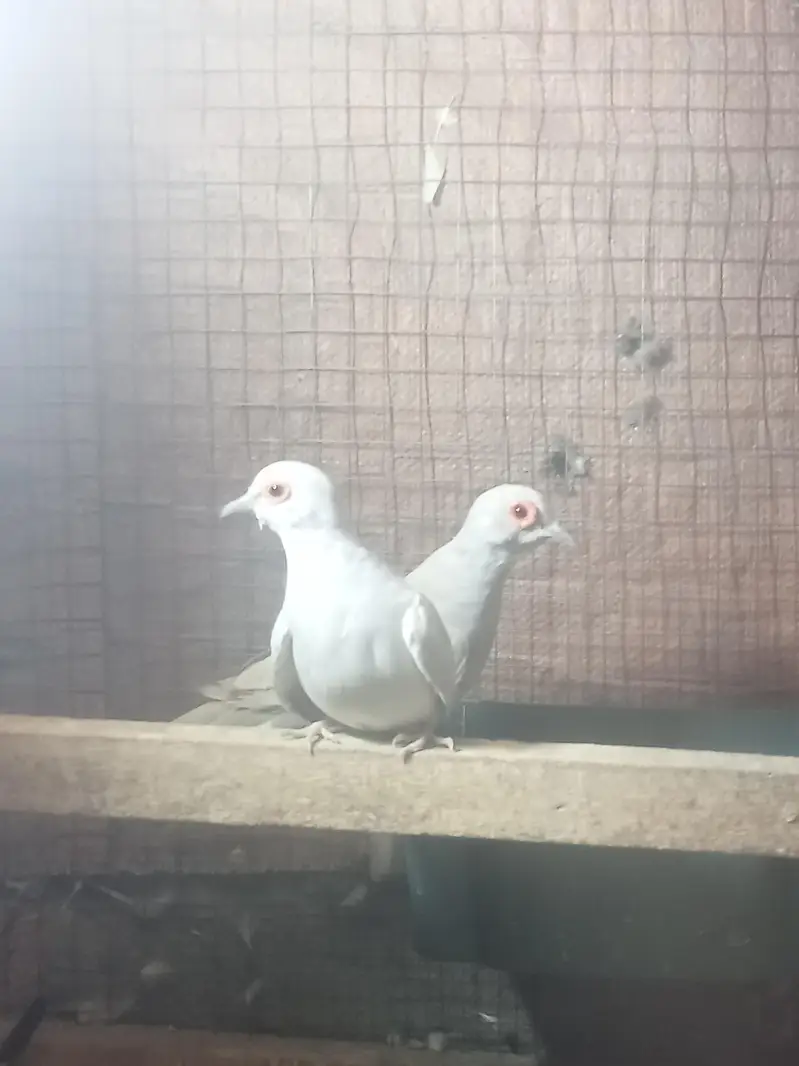 Simpal dove pair for sell in Lahor — photo 2