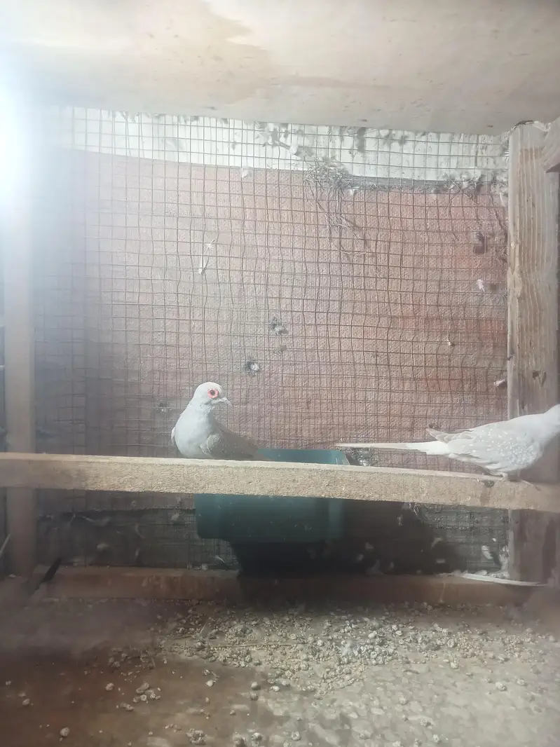 Simpal dove pair for sell in Lahor — photo 3
