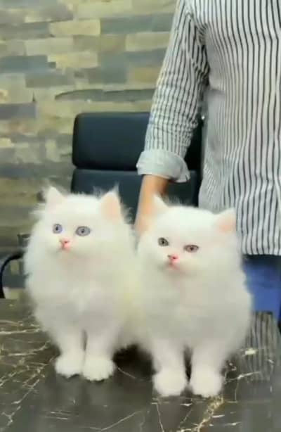 Persian kitten triple quote for sale my WhatsApp03483362563