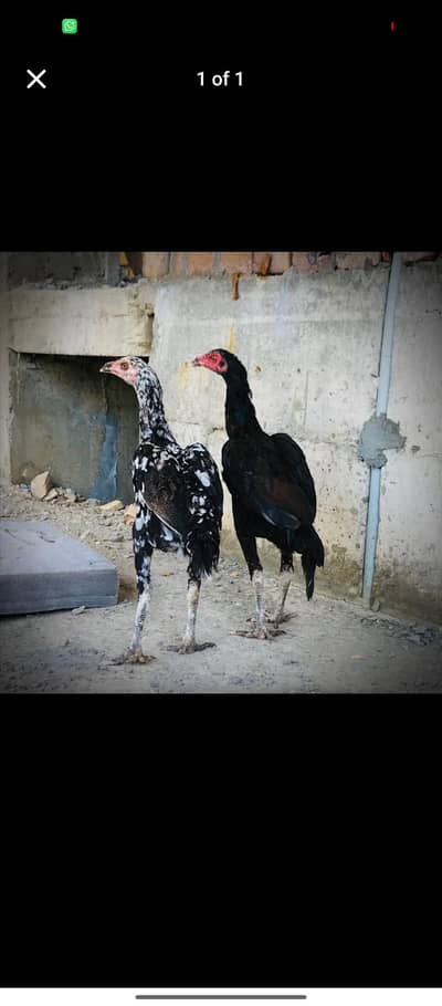 2 aseel murge for sale urgent