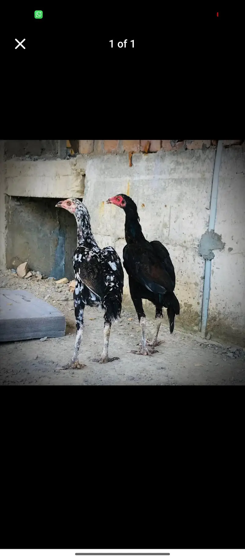 2 aseel murge for sale urgent