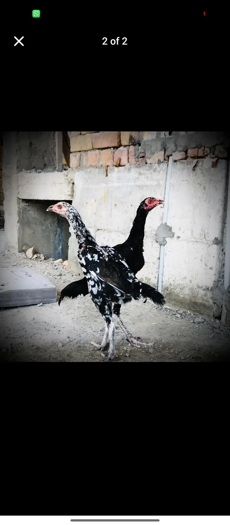 2 aseel murge for sale urgent — photo 2