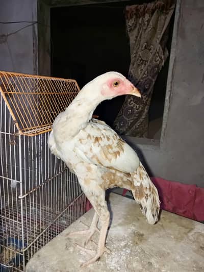 vvip colourful hen 6 month very active and long height