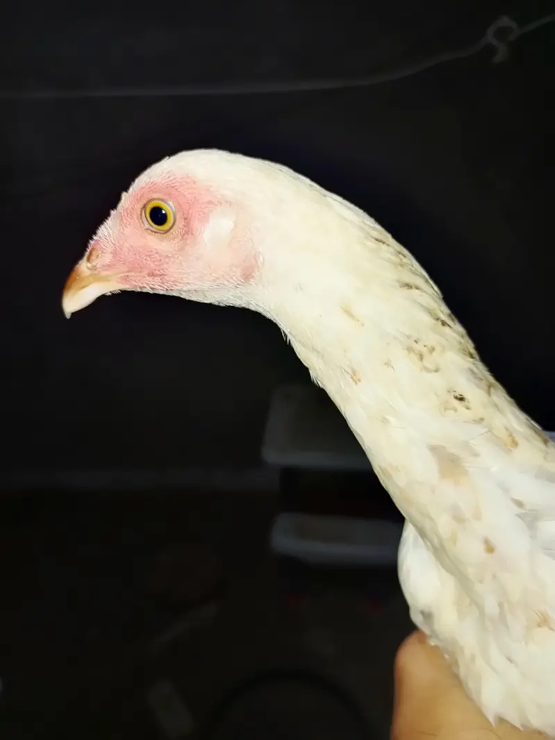 vvip colourful hen 6 month very active and long height — photo 2