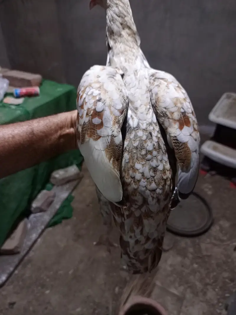 vvip colourful hen 6 month very active and long height — photo 3