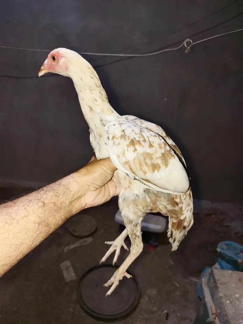 vvip colourful hen 6 month very active and long height — photo 4