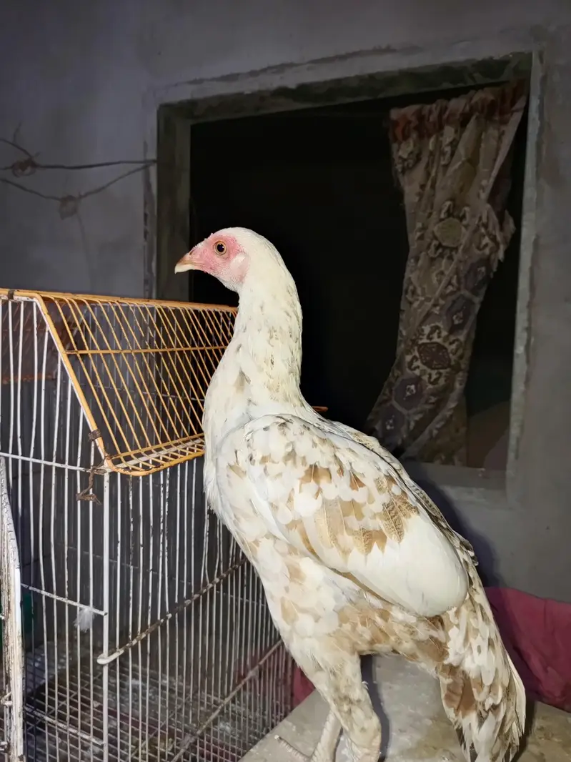 vvip colourful hen 6 month very active and long height — photo 5