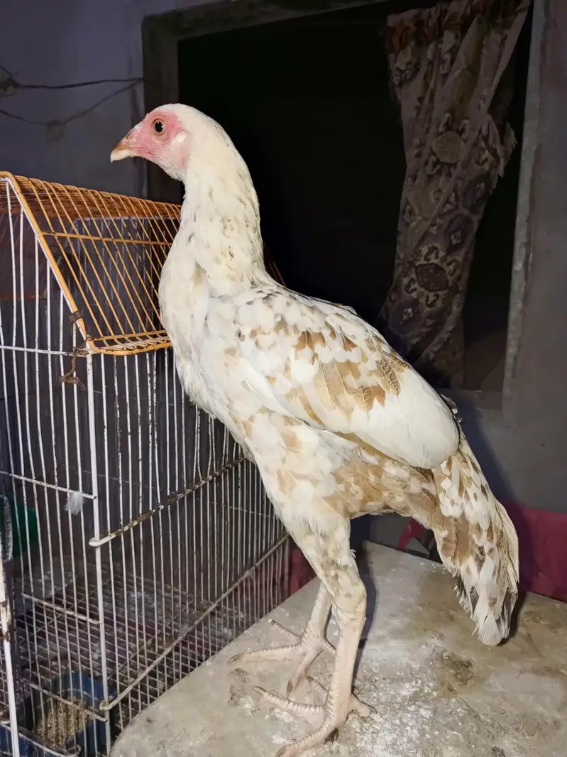 vvip colourful hen 6 month very active and long height — photo 6