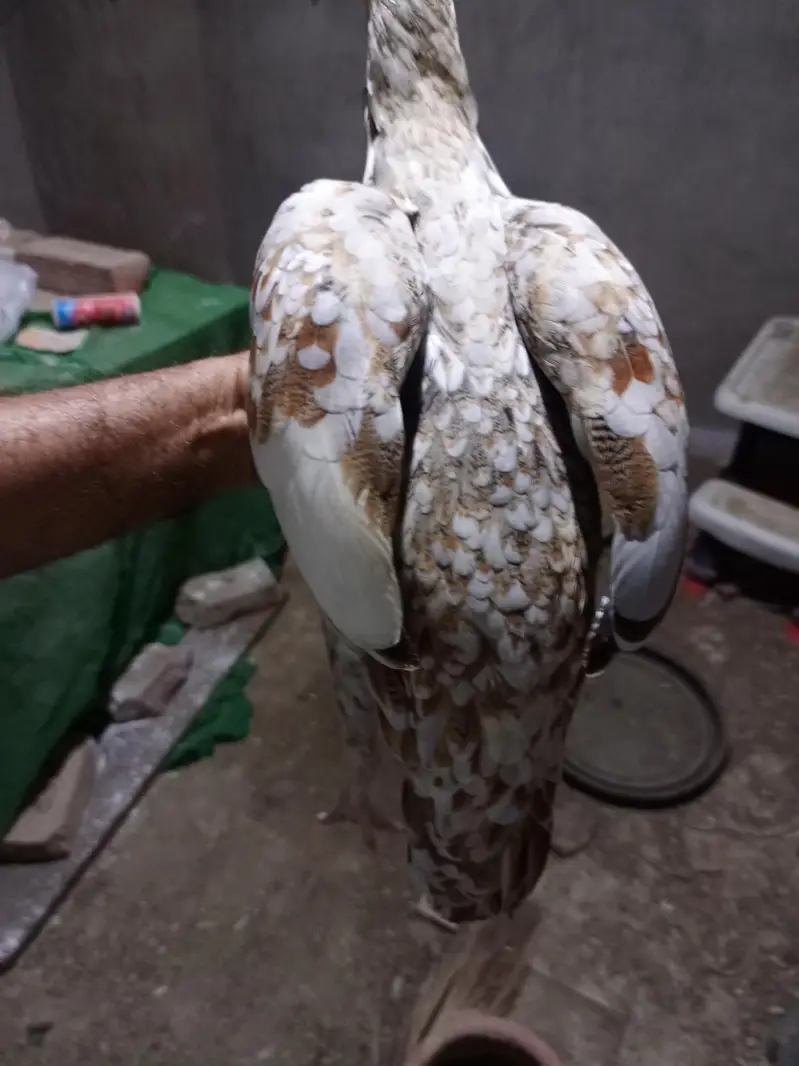 vvip colourful hen 6 month very active and long height — photo 7