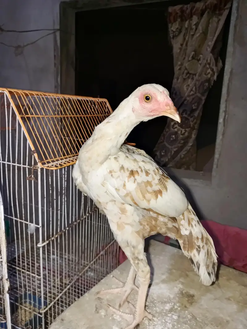 vvip colourful hen 6 month very active and long height — photo 8